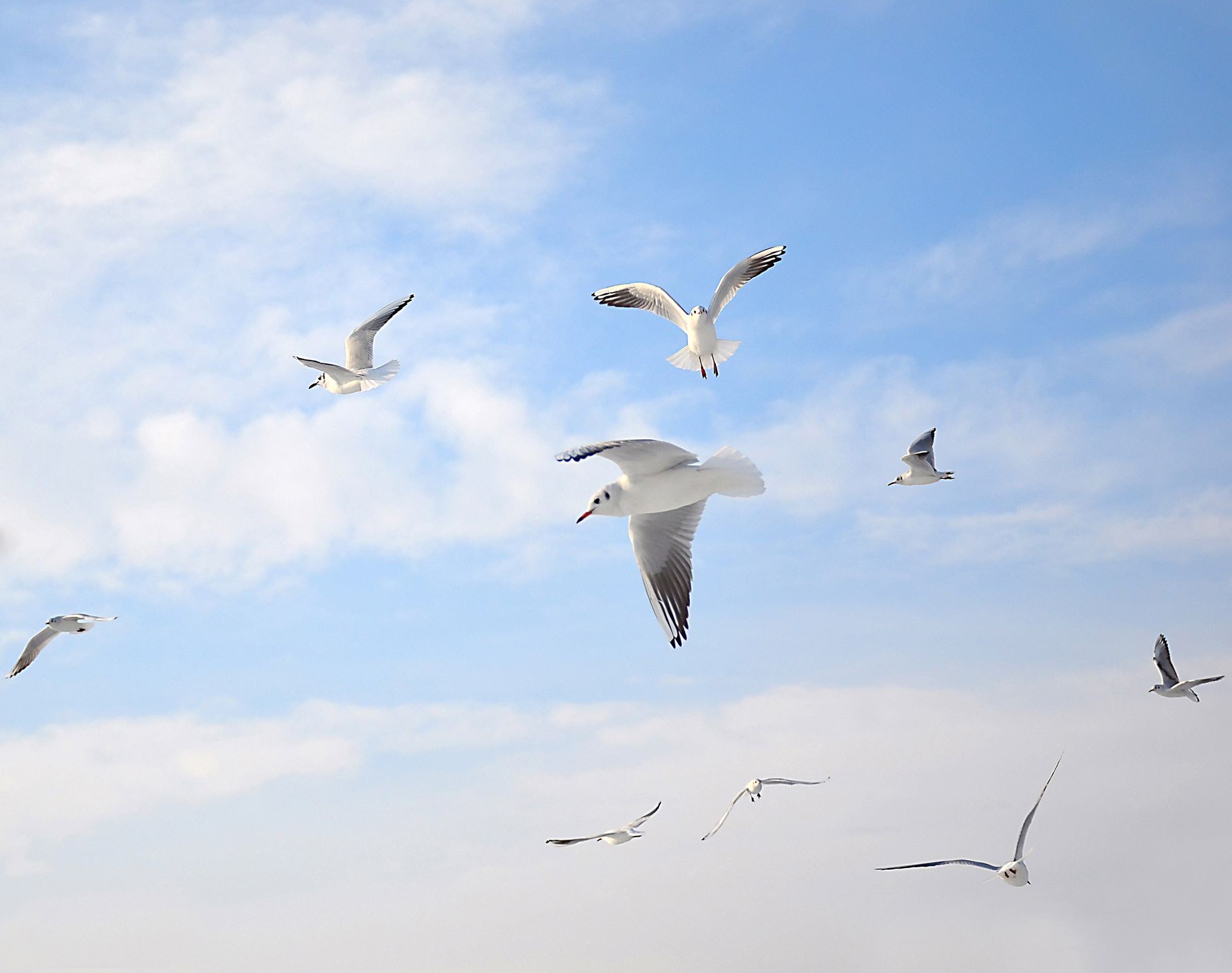 Flock of birds